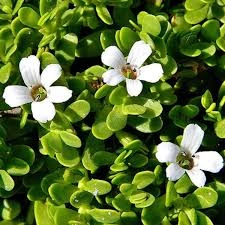 MindRemember ingredient 4 – NAD+ and neuronal energy support nutrient that powers mitochondria inside brain cells for sustained mental focus and clarity