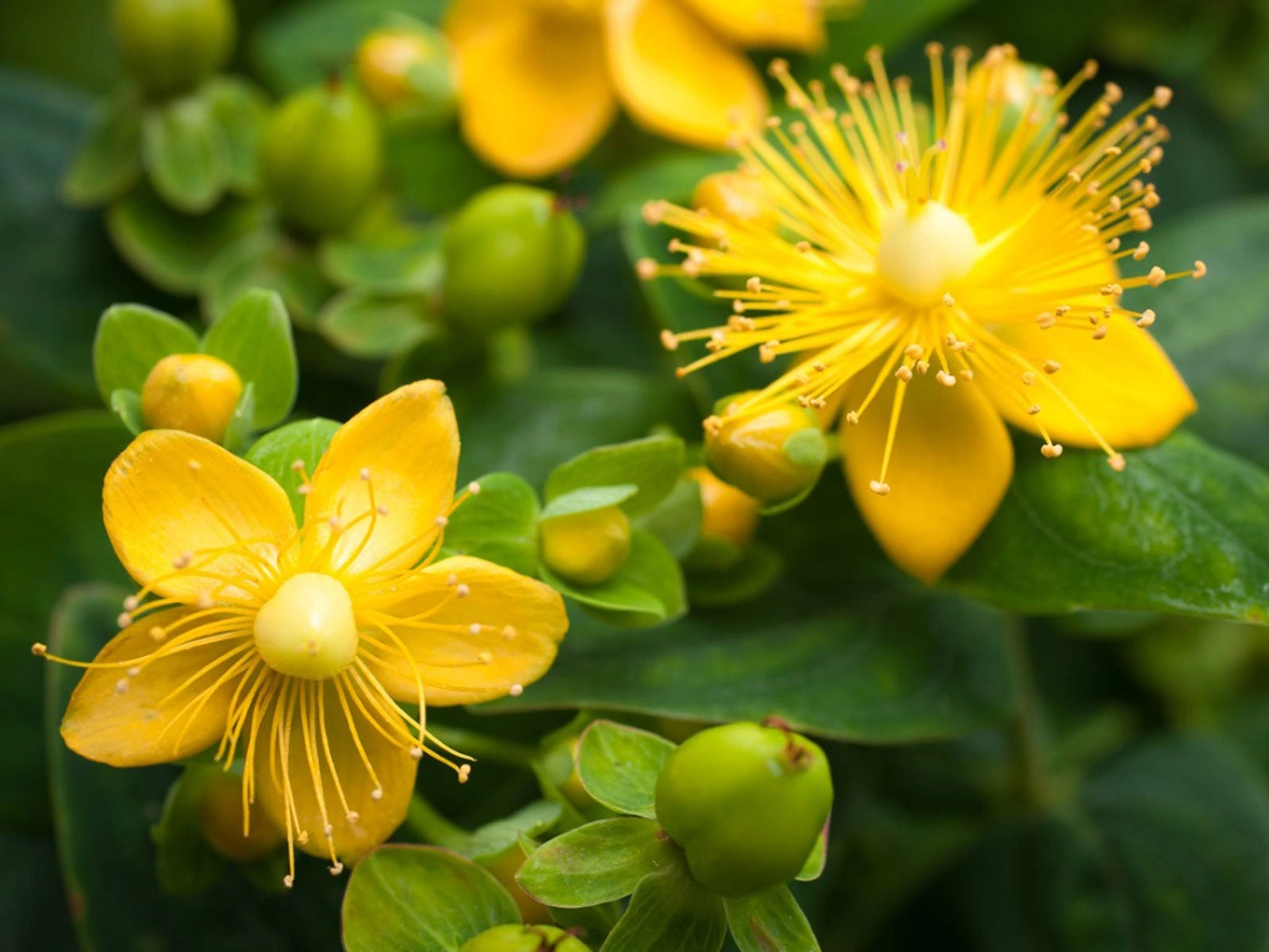 MindRemember ingredient 5 – antioxidant neuroprotector neutralizing free radicals and reducing oxidative stress biomarkers in brain tissue to slow cognitive aging
